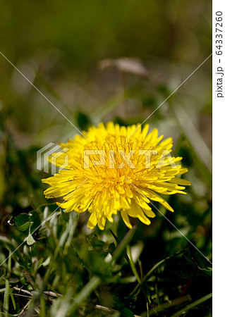 タンポポのクローズアップ タンポポのクローズアップ 64337260
