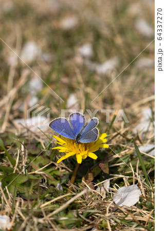 タンポポのクローズアップ タンポポのクローズアップ 64337270