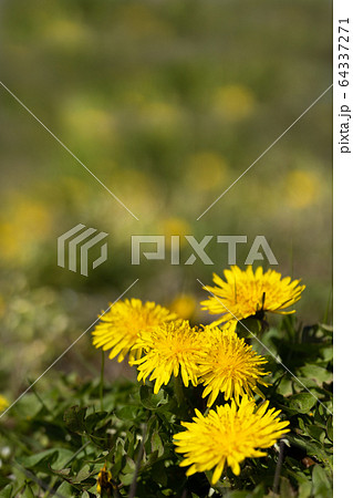 タンポポのクローズアップ 64337271
