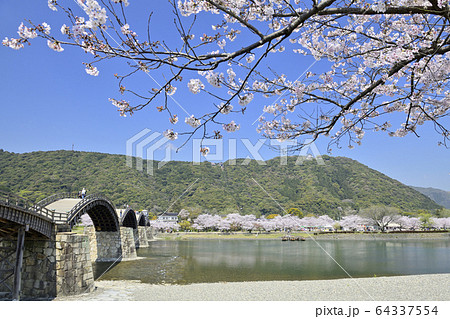 春の桜と錦帯橋 64337554
