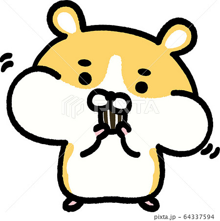 頬袋を膨らますゴールデンハムスター 64337594