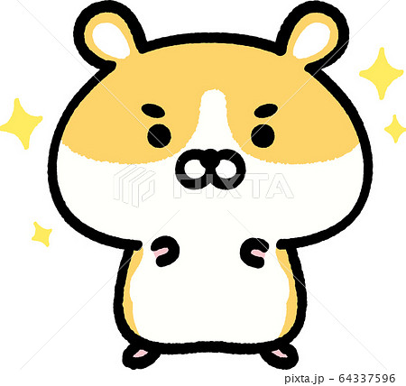 キリッとするゴールデンハムスター キリッとするゴールデンハムスター 64337596