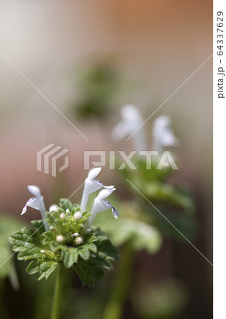 白花のホトケノザ 64337629