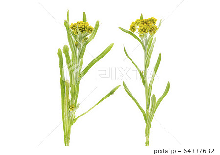 ハハコグサ 64337632