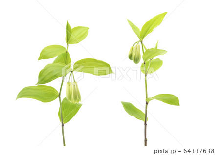 ホウチャクソウ 64337638