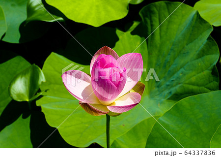 蓮 植物 花 64337836