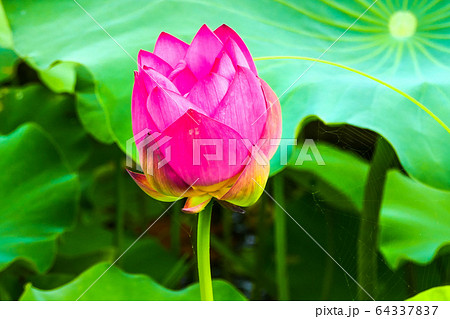 蓮 ピンク 花びら 64337837