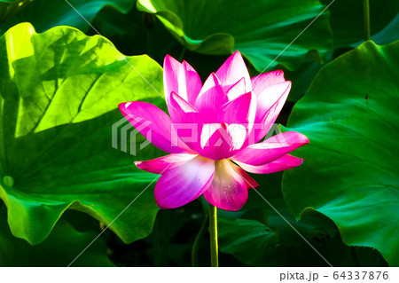 蓮 ピンク 花びら 64337876
