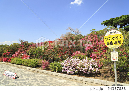 館林市つつじが岡公園 正面広場のつつじガイド集合場所 館林市つつじが岡公園 正面広場のつつじガイド集合場所 64337888