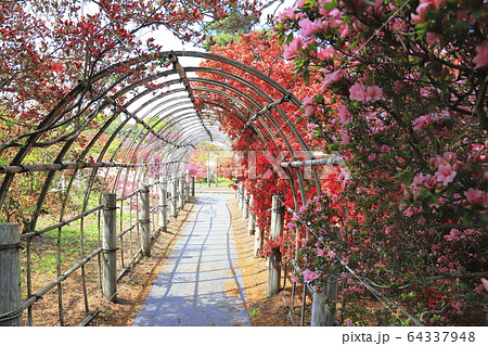 館林市つつじが岡公園 ツツジのトンネル 館林市つつじが岡公園 ツツジのトンネル 64337948
