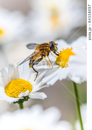 ノースポールの花に止まるミツバチの写真素材