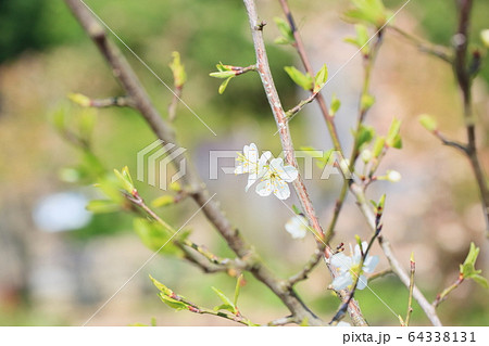 プルーンの花 パープルジャンボの写真素材