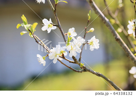 プルーンの花 パープルジャンボの写真素材