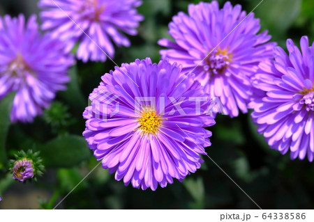 友禅菊 秋の草花 メリケン菊 友禅菊 秋の草花 メリケン菊 64338586