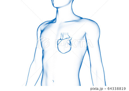 人間の心臓 医療用 イラストのイラスト素材 人間の心臓 医療用 イラストのイラスト素材