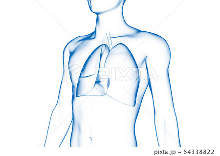 人間の肺 医療用 イラストのイラスト素材 6433