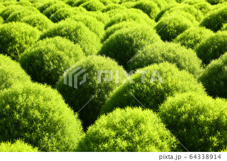 緑のコキア 64338914
