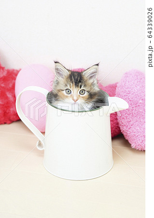 水差しに入ったメインクーンの仔猫 64339026