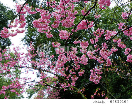 近江神宮　参道の桜 64339164