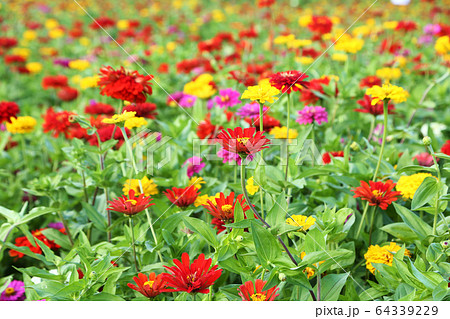 ジニアの花 64339229