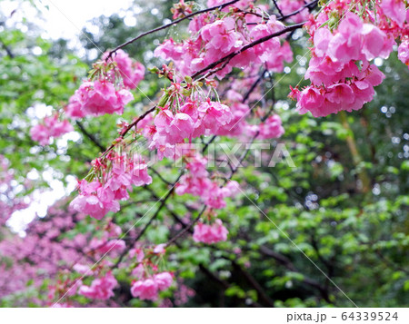 近江神宮　参道の桜 64339524