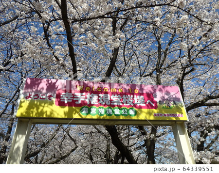 権現堂桜堤 64339551