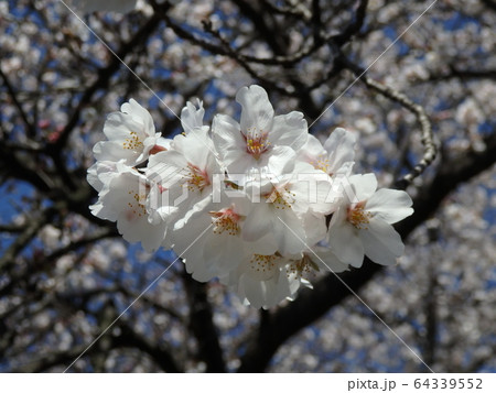 桜の花 64339552