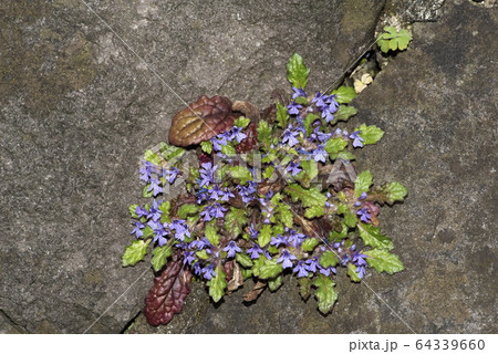 キランソウ 64339660