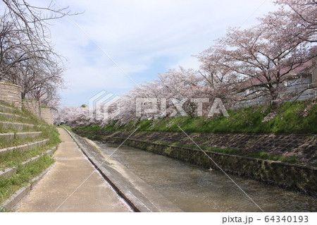 奈良市佐保川の桜並木 64340193