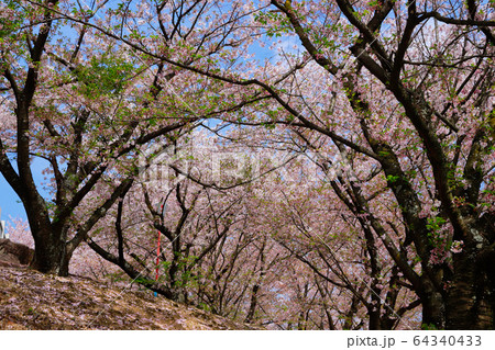 朝日山森林公園 64340433
