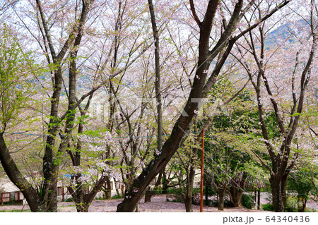 朝日山森林公園 64340436