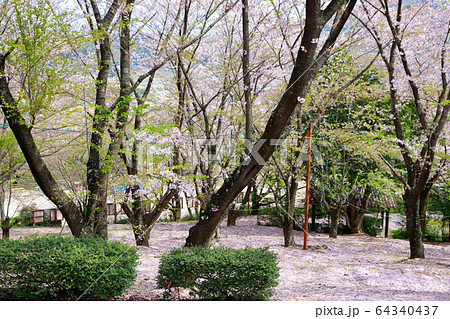 朝日山森林公園 64340437