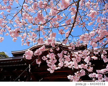 青空に映える　近江神宮の桜 64340553