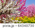 紅白の花桃と菜の花 紅白の花桃と菜の花 64340730