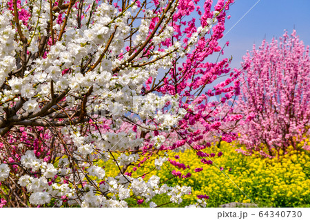 紅白の花桃と菜の花 紅白の花桃と菜の花 64340730