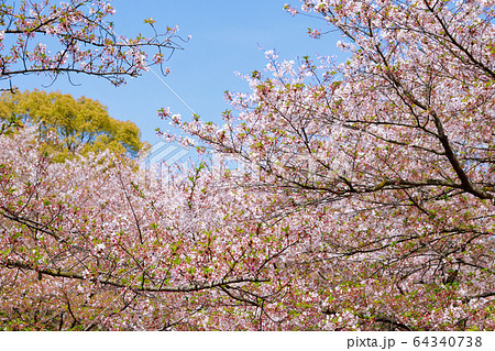 朝日山森林公園 64340738