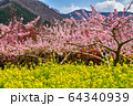 一宮桃と菜の花 一宮桃と菜の花 64340939