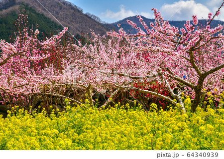 一宮桃と菜の花 64340939