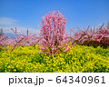 花桃と菜の花 花桃と菜の花 64340961