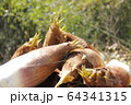 たけのこ狩り 64341315