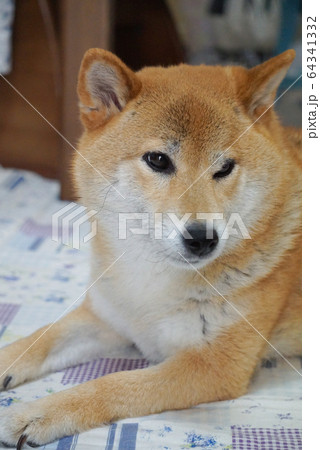 家でくつろぐ柴犬 64341332