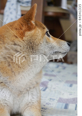 家でくつろぐ柴犬 家でくつろぐ柴犬 64341335