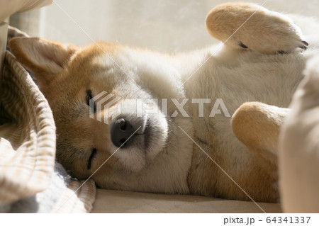 家でくつろぐ柴犬 64341337