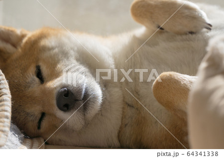 家でくつろぐ柴犬 64341338