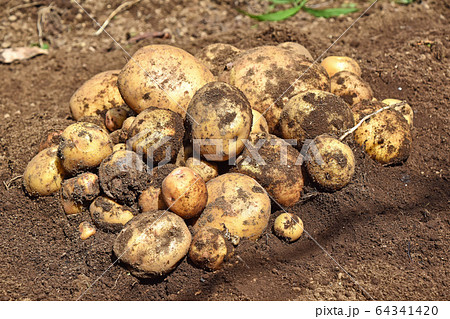 ジャガイモ（キタアカリ）の収穫 64341420