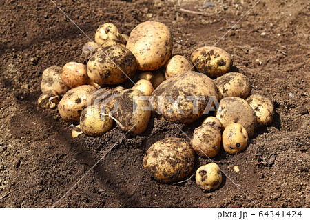 ジャガイモ（キタアカリ）の収穫 64341424