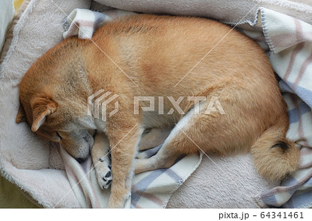 家でくつろぐ柴犬 64341461