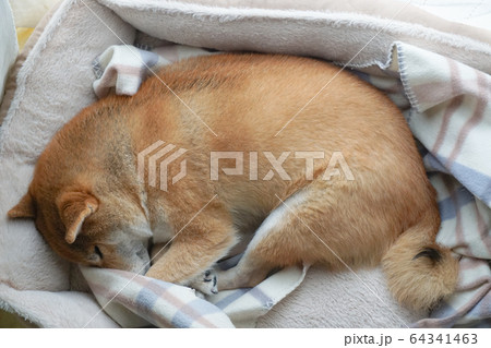 家でくつろぐ柴犬 64341463
