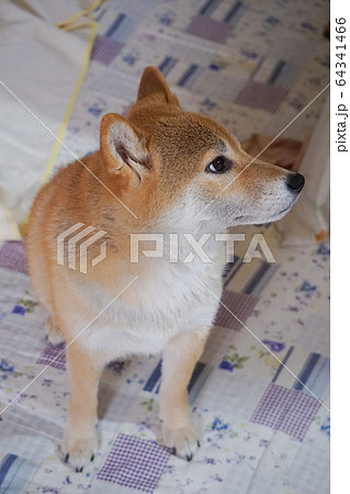 家でくつろぐ柴犬 64341466