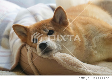 家でくつろぐ柴犬 64341472